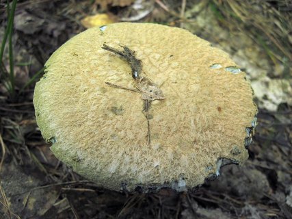 Gyroporus cyanescens