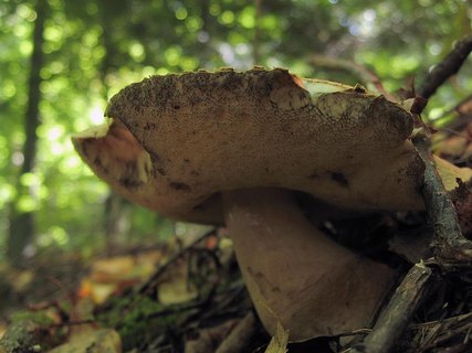 Gyroporus cyanescens