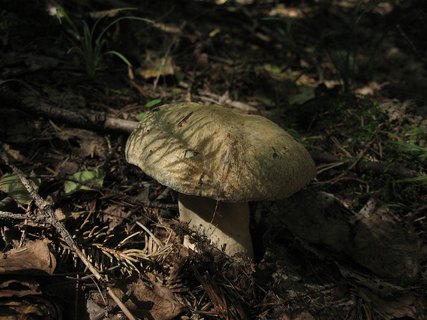 Gyroporus cyanescens