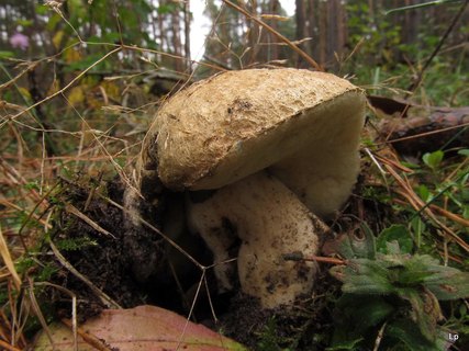 Gyroporus cyanescens
