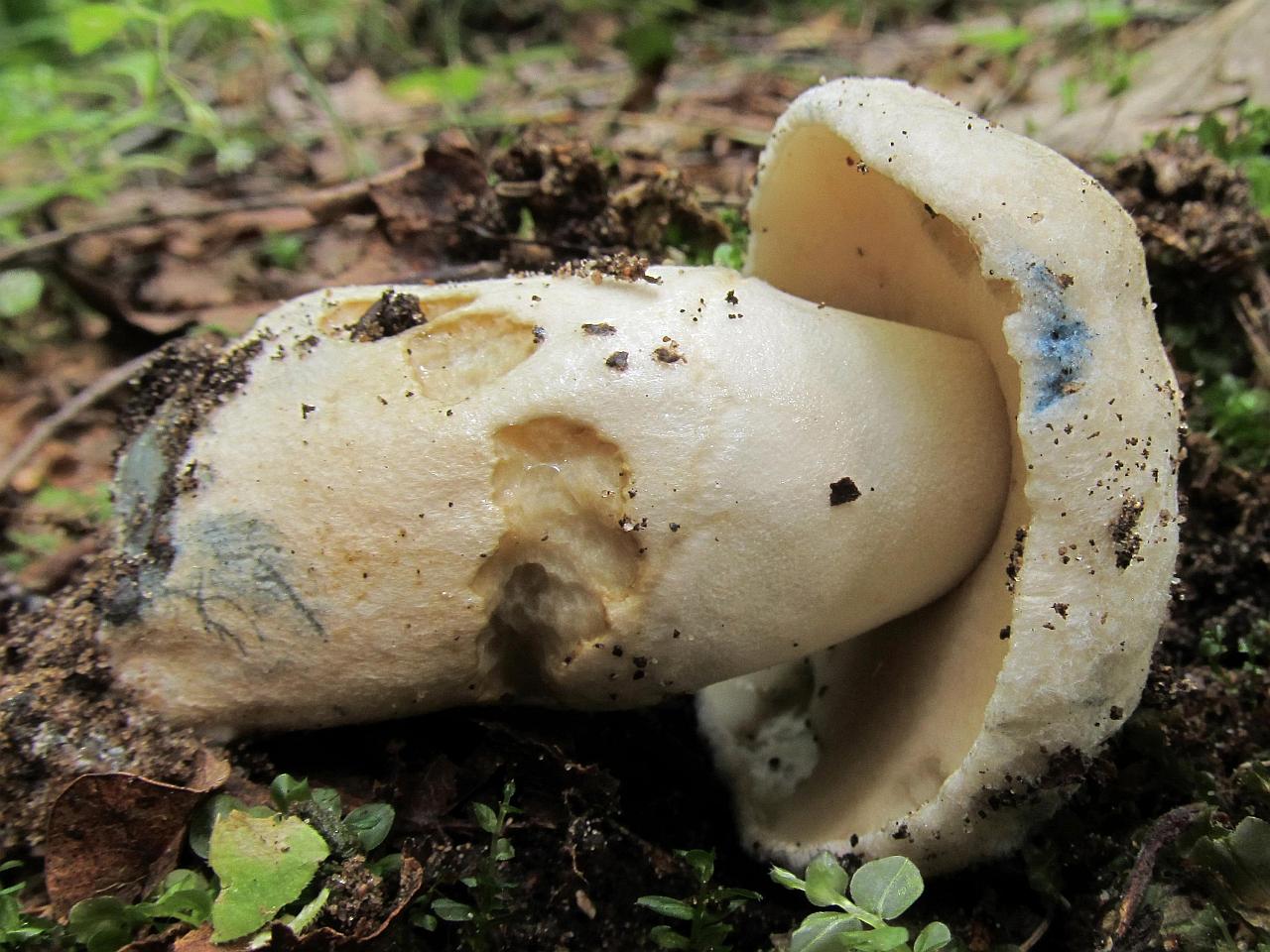 Gyroporus cyanescens