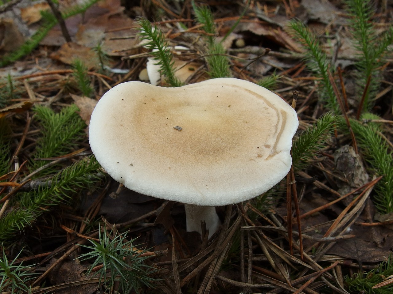 Hebeloma crustulineforme