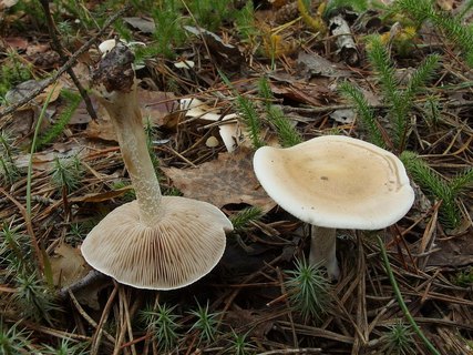 Hebeloma crustulineforme
