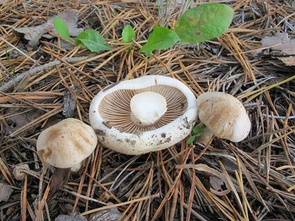 Hebeloma crustulineforme