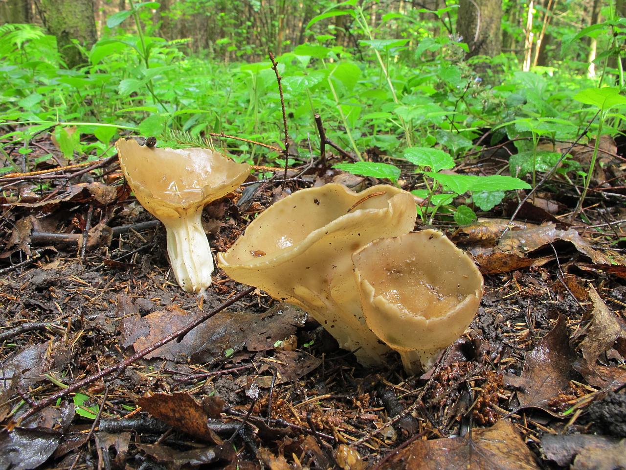 Helvella acetabulum
