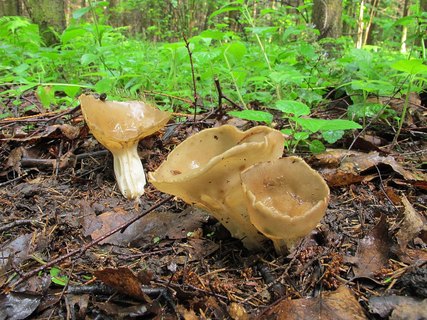Helvella acetabulum