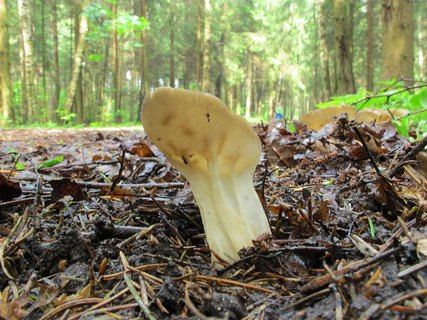 Helvella acetabulum