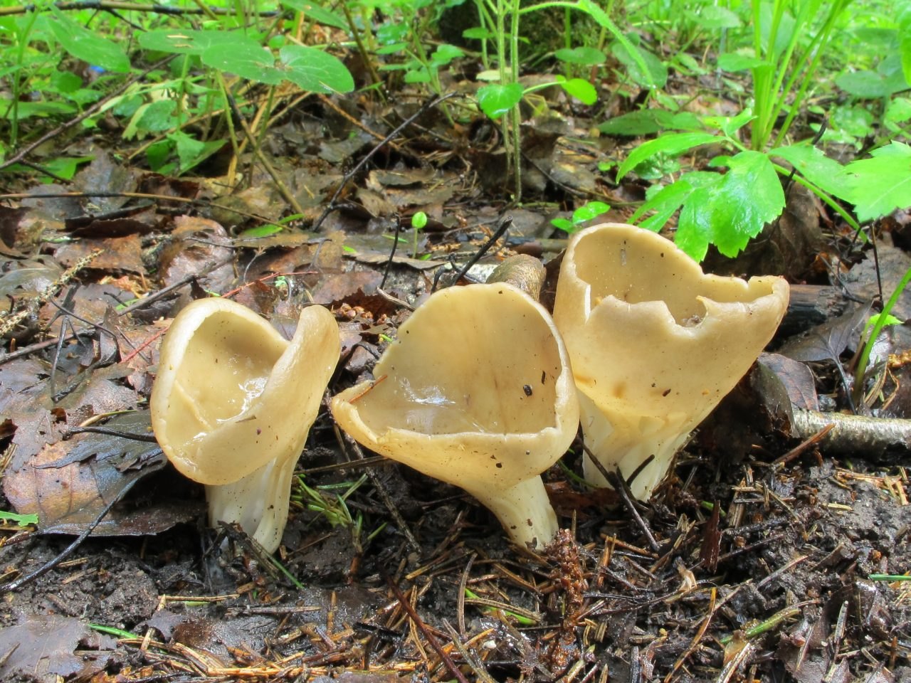 Helvella acetabulum