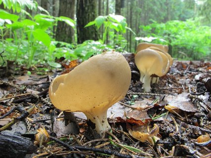 Helvella acetabulum