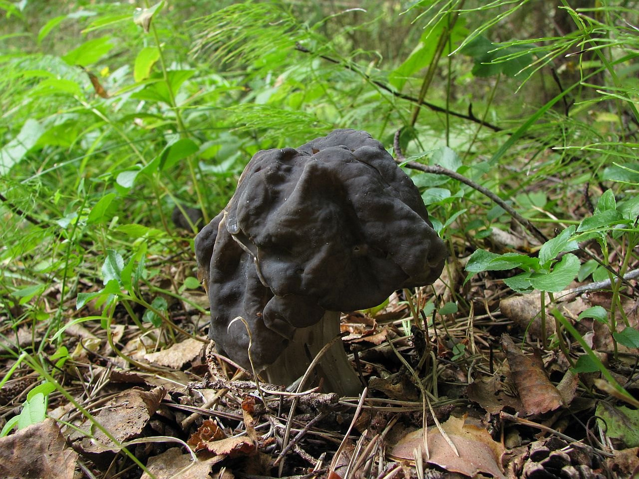 Helvella lacunosa