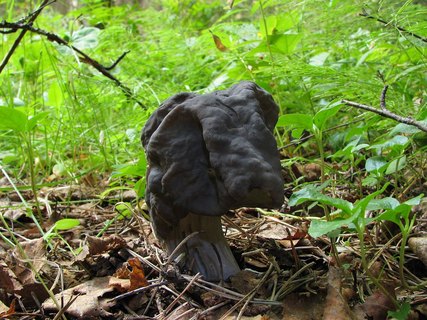 Helvella lacunosa