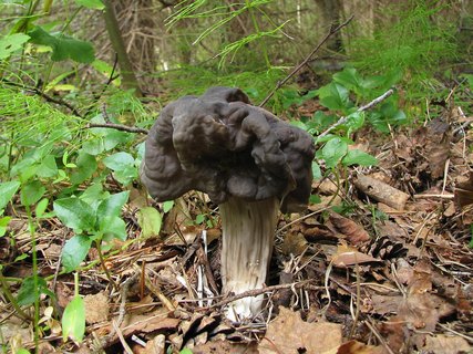 Helvella lacunosa