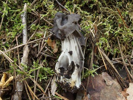 Helvella lacunosa