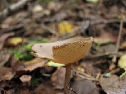 Helvella macropus