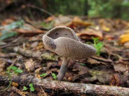Helvella macropus