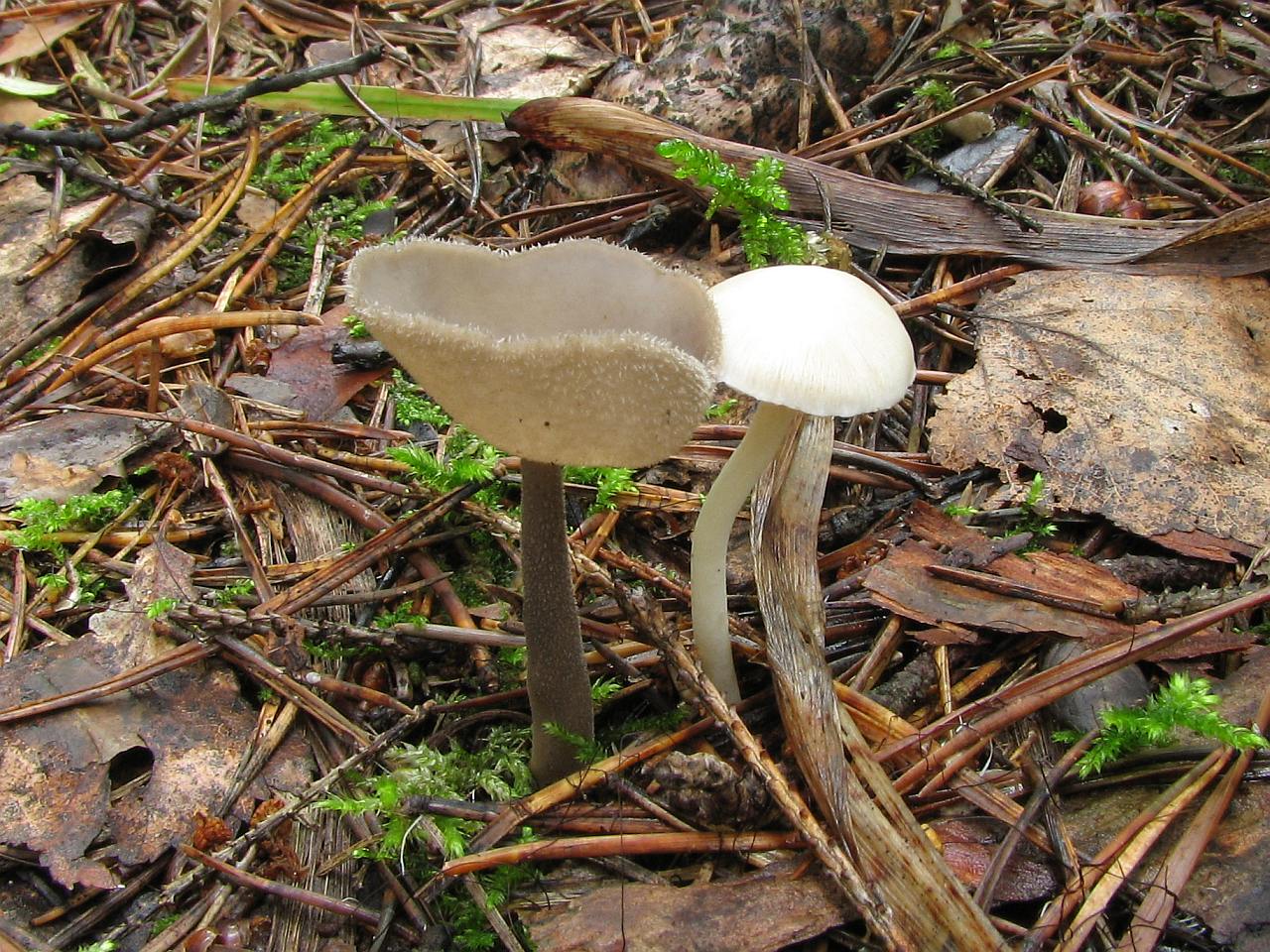 Helvella macropus