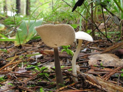 Helvella macropus