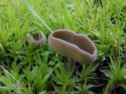 Helvella macropus