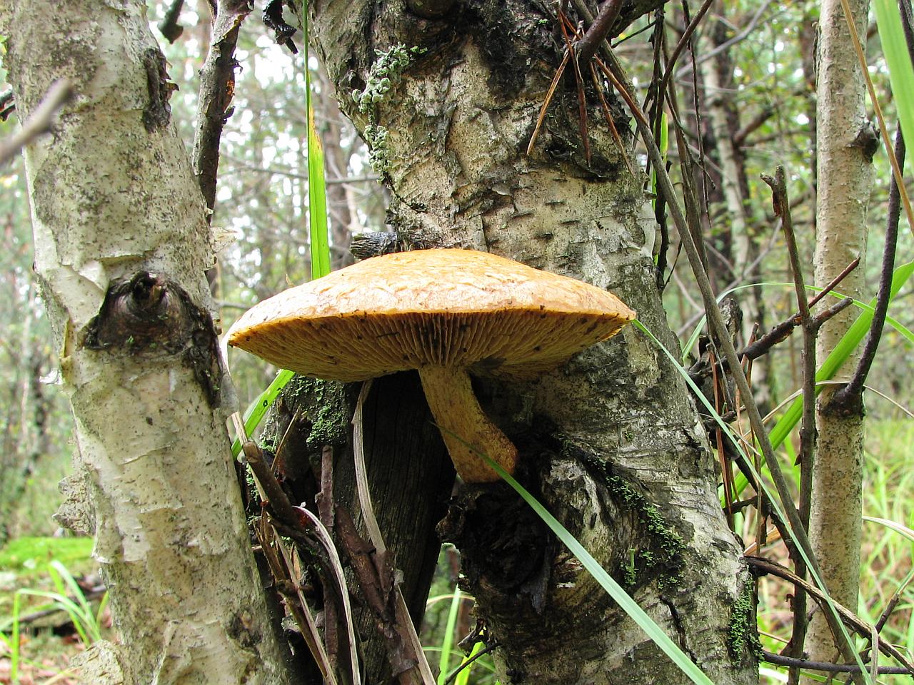 Hemipholiota heteroclita