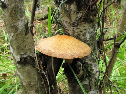 Hemipholiota heteroclita