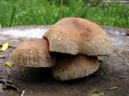Hemipholiota populnea