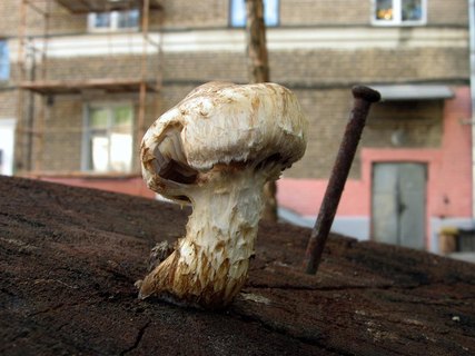 Hemipholiota populnea