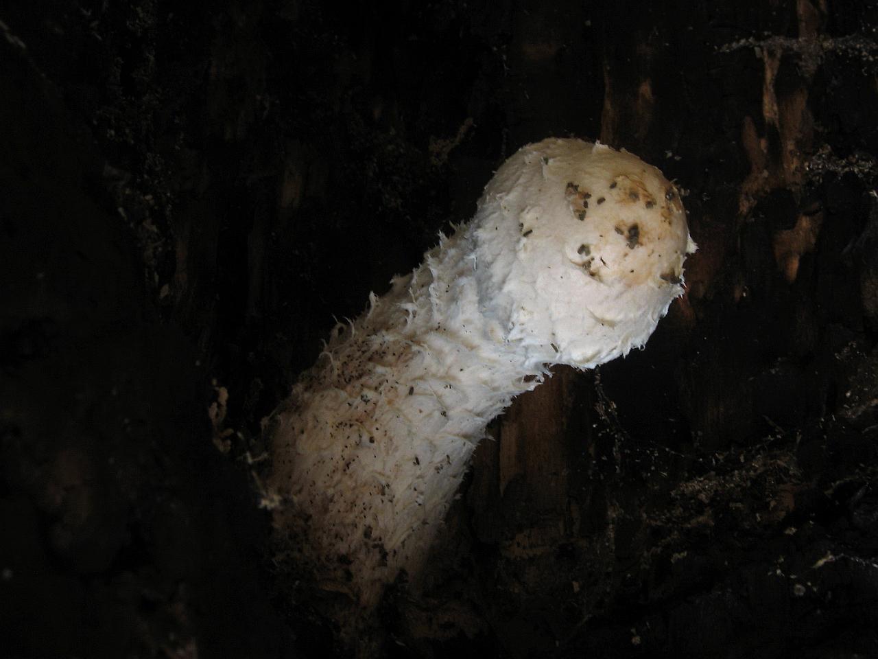 Hemipholiota populnea