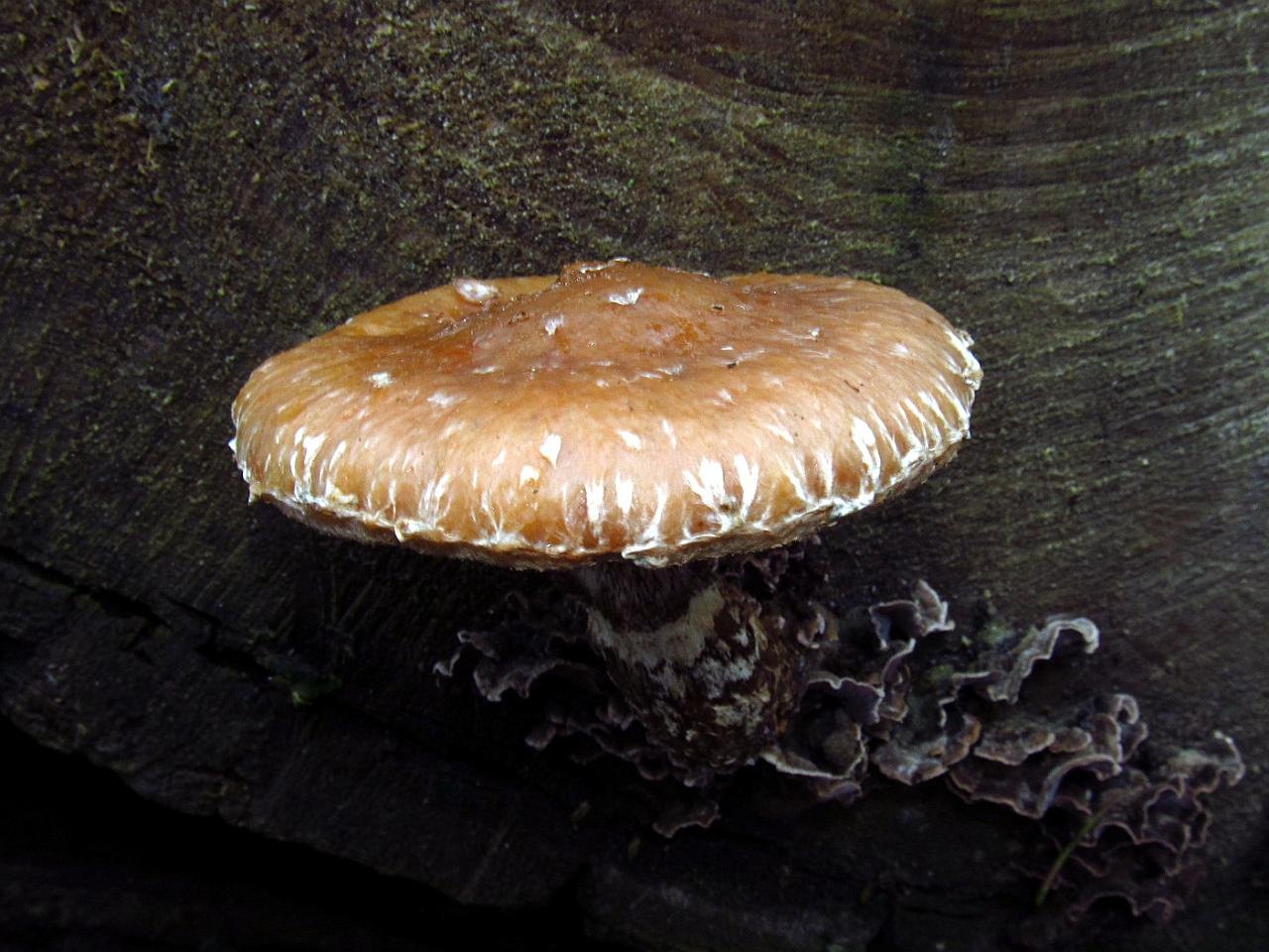 Hemipholiota populnea