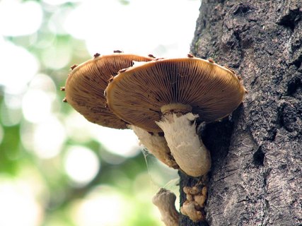 Hemipholiota populnea