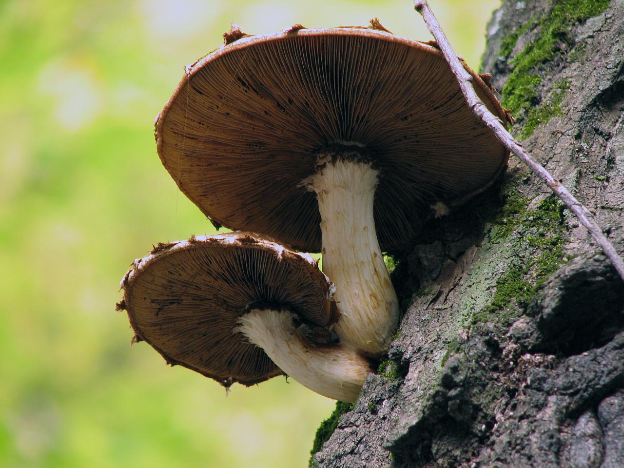 Hemipholiota populnea