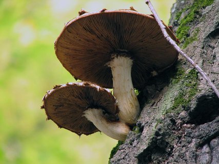 Hemipholiota populnea