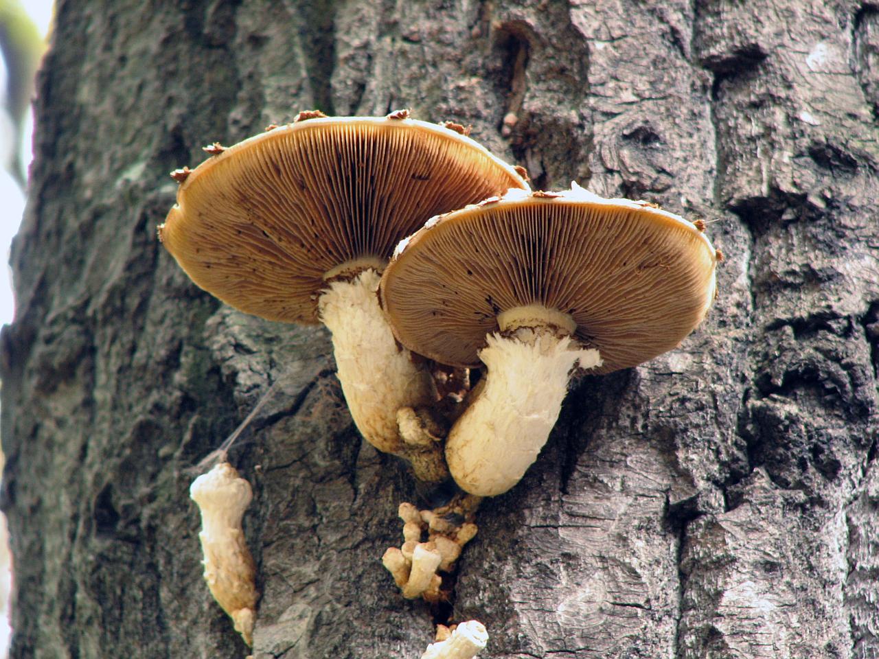 Hemipholiota populnea