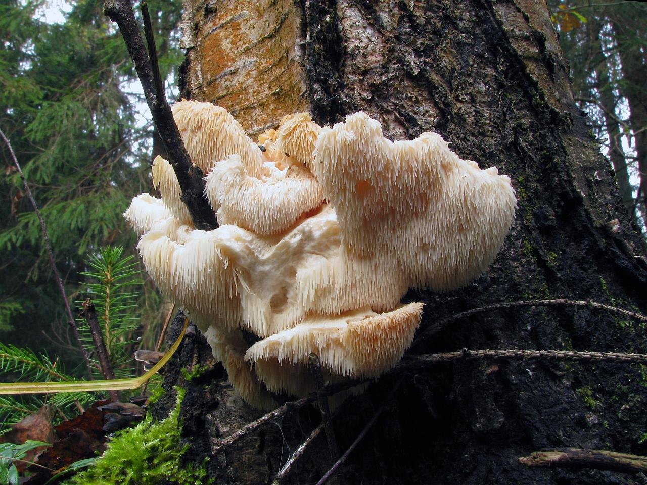 Hericium cirrhatum