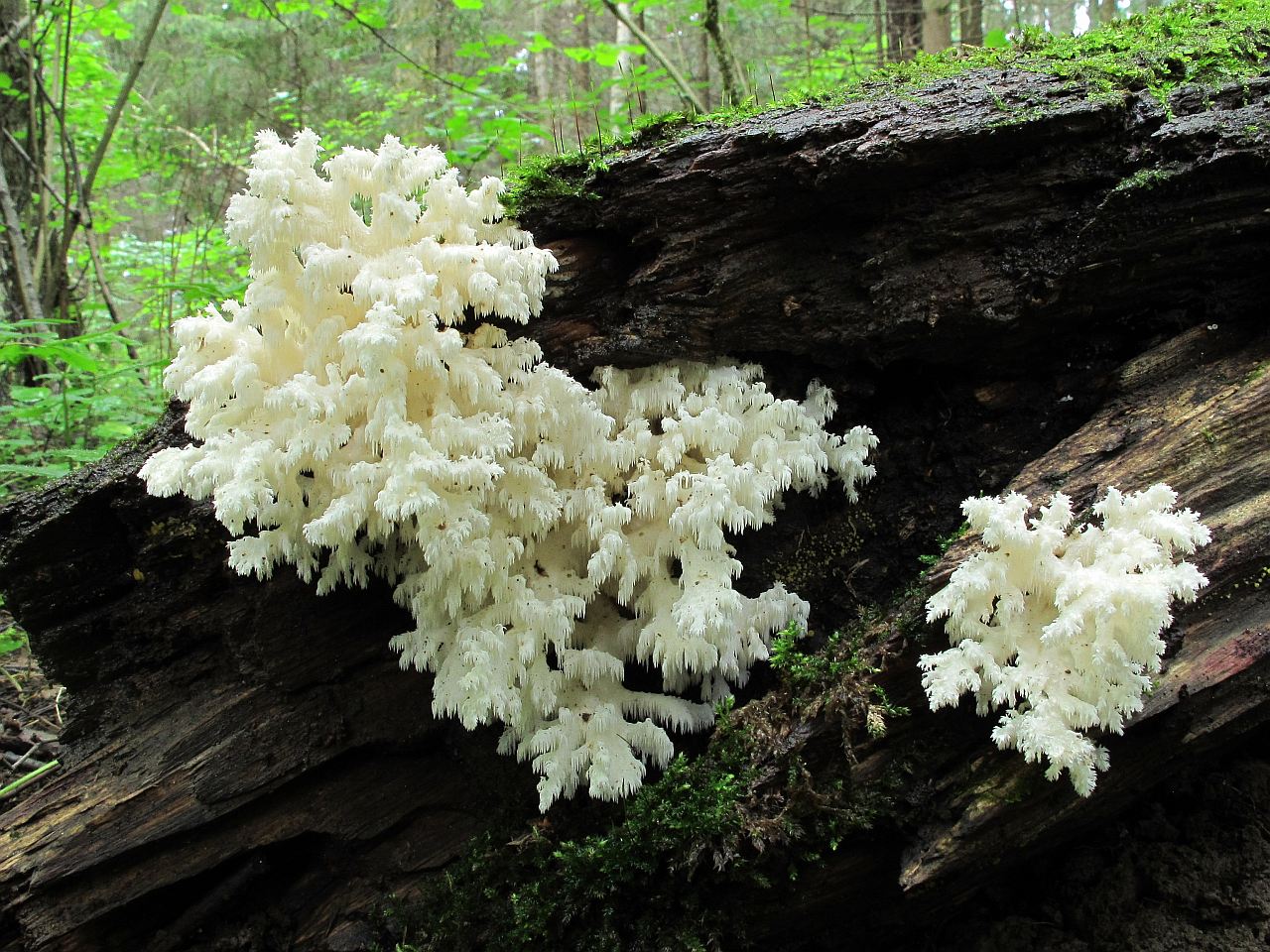Hericium coralloides
