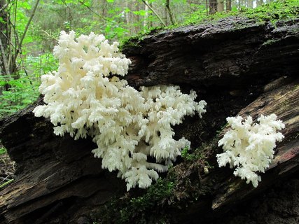 Hericium coralloides