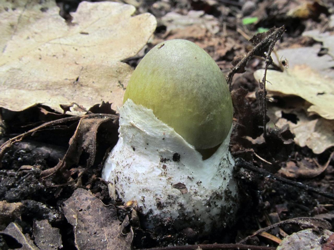 Amanita phalloides