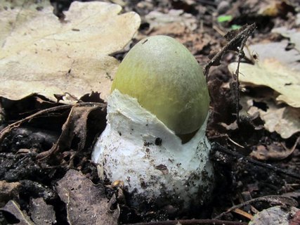 Amanita phalloides