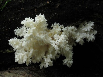 Hericium coralloides