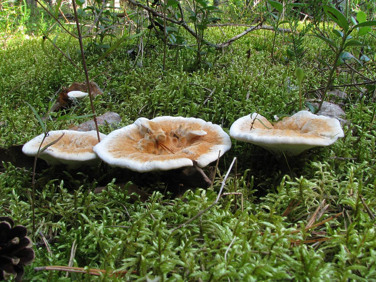 Hydnellum aurantiacum