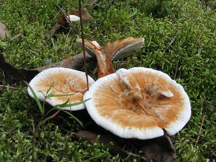 Hydnellum aurantiacum
