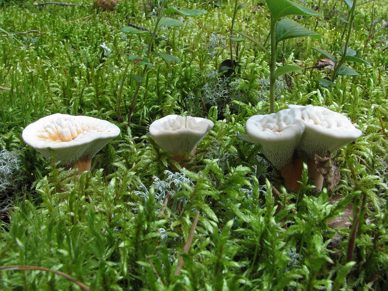 Hydnellum aurantiacum