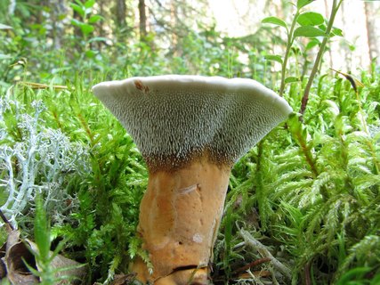 Hydnellum aurantiacum