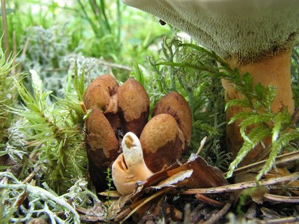 Hydnellum aurantiacum