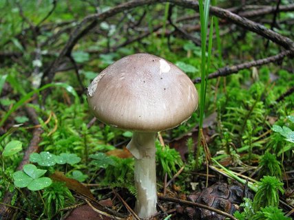Amanita porphyiria