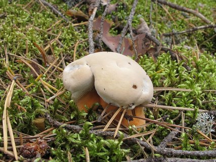 Hydnellum aurantiacum