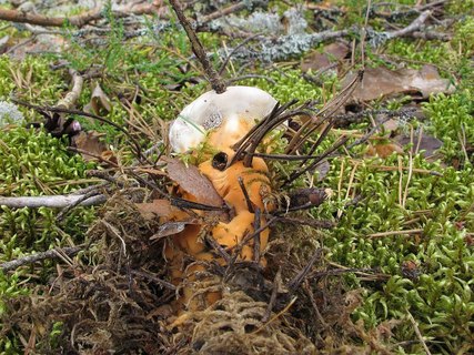 Hydnellum aurantiacum
