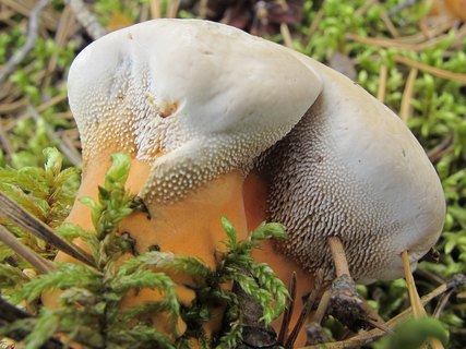 Hydnellum aurantiacum