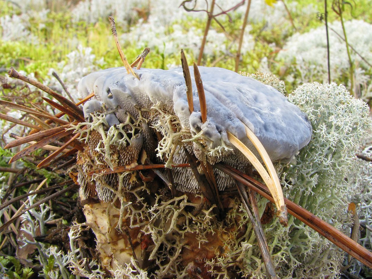 Hydnellum caeruleum