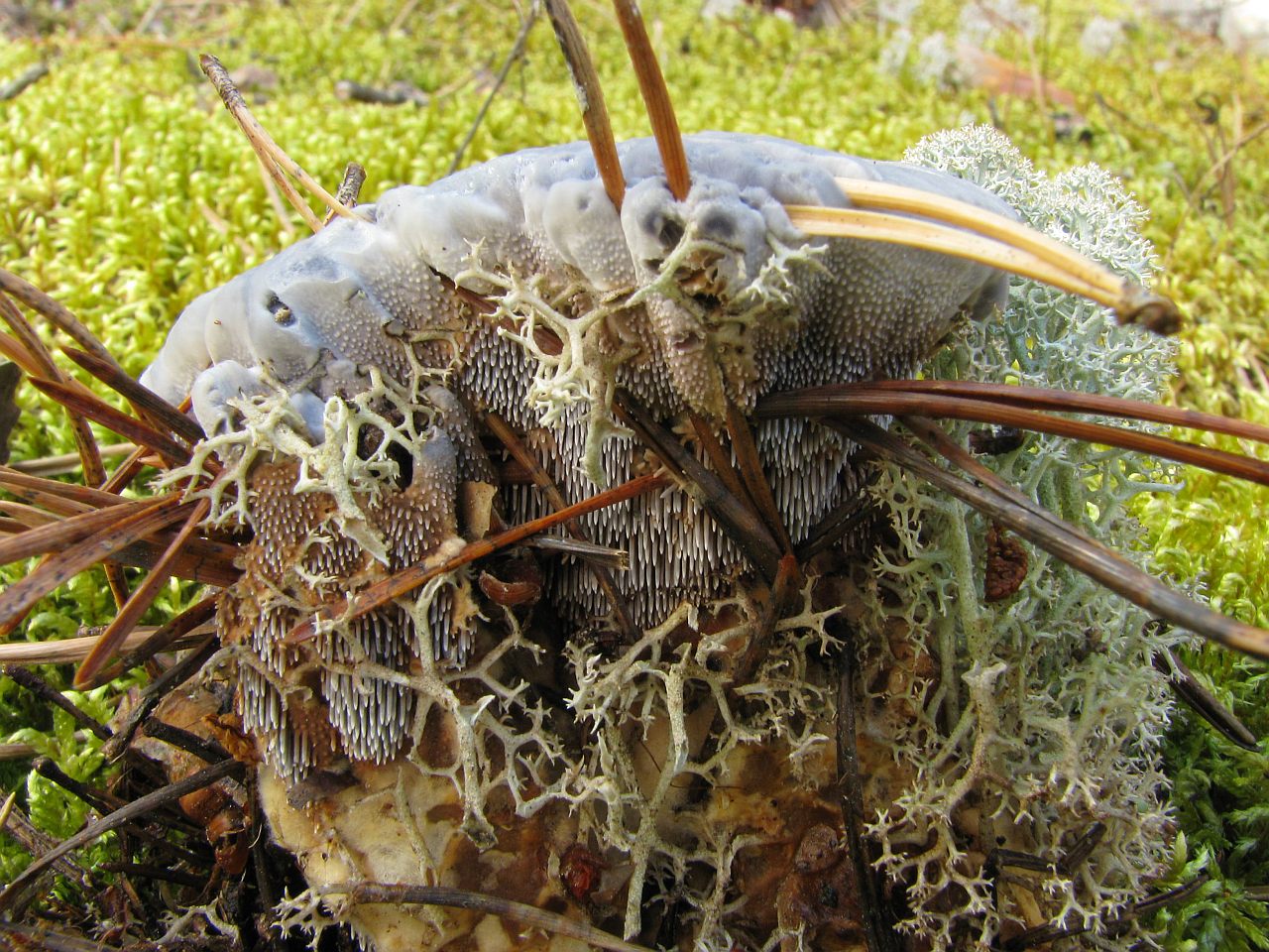 Hydnellum caeruleum