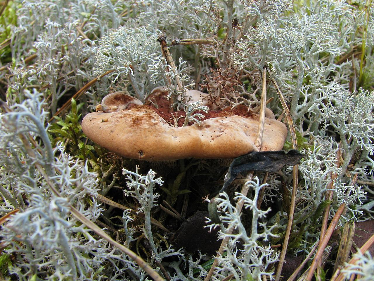 Hydnellum ferrugineum